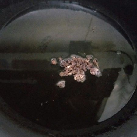芸豆的做法