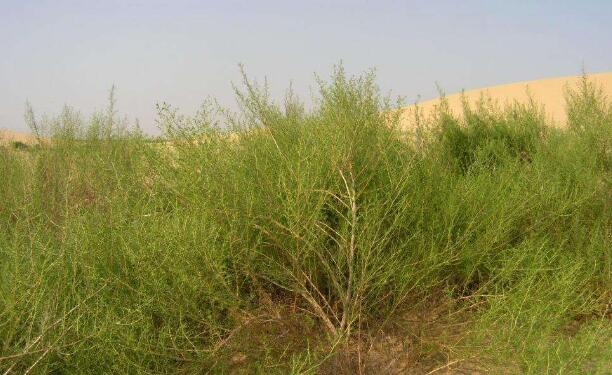 白沙蒿籽的做法
